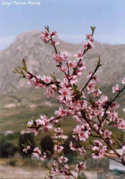 Fiori di pesco - Fotografia di Luigi Farina - associazionesi - N� Visite: 3205