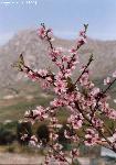 Fiori di pesco - Fotografia di Luigi Farina