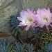 Fiore di cactus - Riccardo (Palermo)