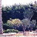 Piante nel Residence dei 7 Emiri - Contrada Mazzaforno - Cefal (Palermo) - Settemiri B&B