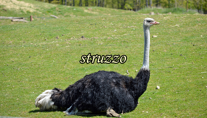 Struzzo