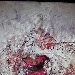 -Airone rosso - -Airone rosso