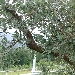 -Albero di Feijoa - -