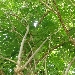 -Albero di Sambuco.
Aprile - -