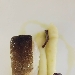 -Baccal� cotto a bassa temperatura ai sentori di Sfusato Amalfitano, patate, olio e prezzemolo.  - -Chef Alessandro Tormolino