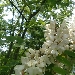 -Fiore di Acacia
Aprile  - -
