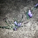 -Fiori di zafferano - -Ottobre. E' ancora buio..ecco i primi fiori del nuovo raccolto.
Occorre far presto, prima che si aprano alla luce del giorno