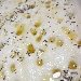 -Focaccia bianca al rosmarino - -
