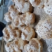 -Food Bign� alla crema - -