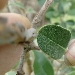 -Germoglio di Feijoa - -