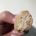 -Graffe mignon integrali - -