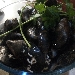 -Impepata di cozze - -
