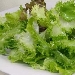 -Insalata raccolta e portata in tavola - -