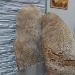 -Pane cafone  � palatel i pan - -