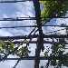 -Pergola di Uva fragola.
Aprile - -