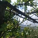 -Pergola di Uva fragola.
Aprile - -