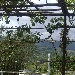 -Pergola di Uva fragola
Aprile - -