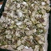 -Pizza integrale con carciofi - -