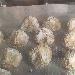 -Pizzicotti al limone - -