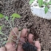 -Pomodori Gialli vesuviani - -
