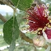 -Primo Fiore di Feijoa, 19 Maggio 20 - -