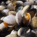 -Risotto alle arselle e fiori di zucca - -