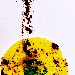 -Sole Nero - - Risotto Acquerello allo zafferano con polvere di caff� e gocce di limone di Sorrento 