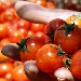 -pomodori - -pomodori
