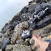Alassio....un mare di champagne - -