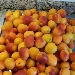 Albicocche per la confettura - -