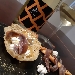 Armognan...uno  Chardonnay e Sauvignon del Monferrato - -