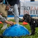 Arriva a Napoli Quattrozampeinfiera, la grande manifestazione per gli amanti di cani e gatti il 15 e il 16 aprile
 - Informazione e formazione, incontro con le aziende, spettacoli, sport e sfilate con propri amici fedeli. 