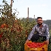 Aspettando...Il Mio San Marzano - -