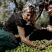 Azienda Agricola Evo Sicily - Carmen Bonfante e Giusy Gambini - -