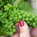 Azienda Colle del Bricco di Matteo Maggi - -