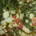 Bijte, lacce e patane (Bietola, sedano e patate) - -