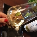 CHARDONNAY DOC Vini Rocco Pepe - -