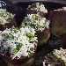 Carciofi stufati - -