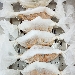 Casarecce alla campidanese con duxelles di funghi in cartoccio - -