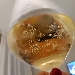Champagne Brut Tradition Olivier Herbert - -