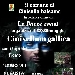 Cinixellum gallica - -
