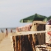 Don Papa Rum - -