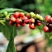 Drupe del caff� - -