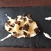 Dualit�... Pinot Nero e Riesling Renano nell'Oltrep� Pavese - -