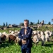 ECO PASCOLO A POMPEI PER UNA MANUTENZIONE SOSTENIBILE DEL VERDE
 - 150 PECORE NEL PIANORO NON SCAVATO DELLA CITT� ANTICA

UN RITORNO ALLA PI� GRANDE TECNOLOGIA DI TRADIZIONE: LA NATURA