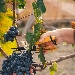 Festa della Vendemmia sul Vesuvio per festeggiare insieme i prestigiosi premi della cantina Casa Setaro
 - Si inizia sabato 25 con 