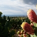 Fico d'India dell'Etna DOP - -