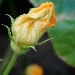 Fiore di zucca - -