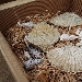 Fossili del Roero - -
