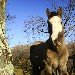Pedro - Il dolcissimo criollo argentino,Pedro
